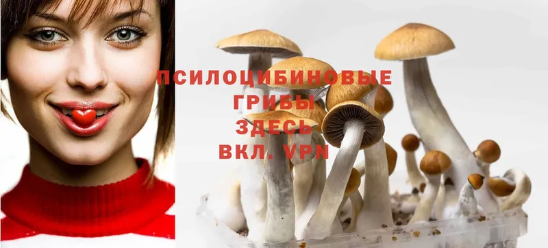 Псилоцибиновые грибы Magic Shrooms  Бежецк 